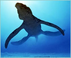 Liopleurodon Ferox - El terror de los mares (1ª parte)
