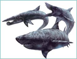 Carcharodon Megalodon - Carcharocles Megalodon(1ª parte)